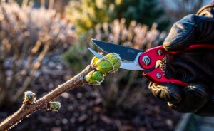Illustration von fachgerechtem Rückschnitt einer Hortensie im Spätwinter für kräftige Triebe und üppige Sommerblüte